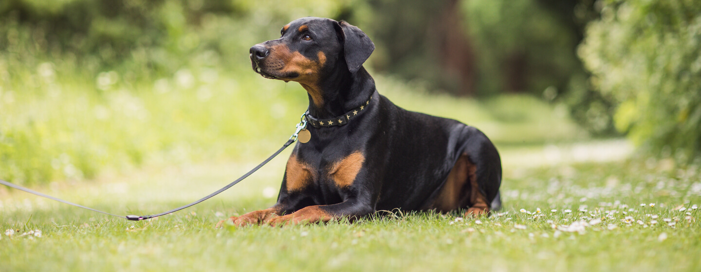 Dog breeds with black and cheap tan markings